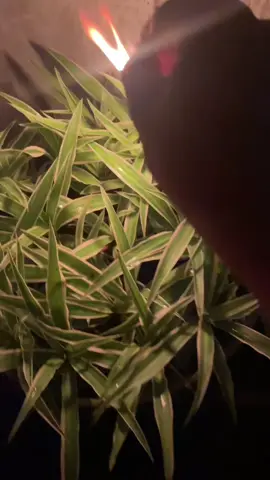 Phép duyên-làm ăn-gia đạo #sưngainang #buangai #tâmlinh 