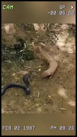 The mongoose - the nightmare of venomous 🐍 #wildanimals #animals #foryou 