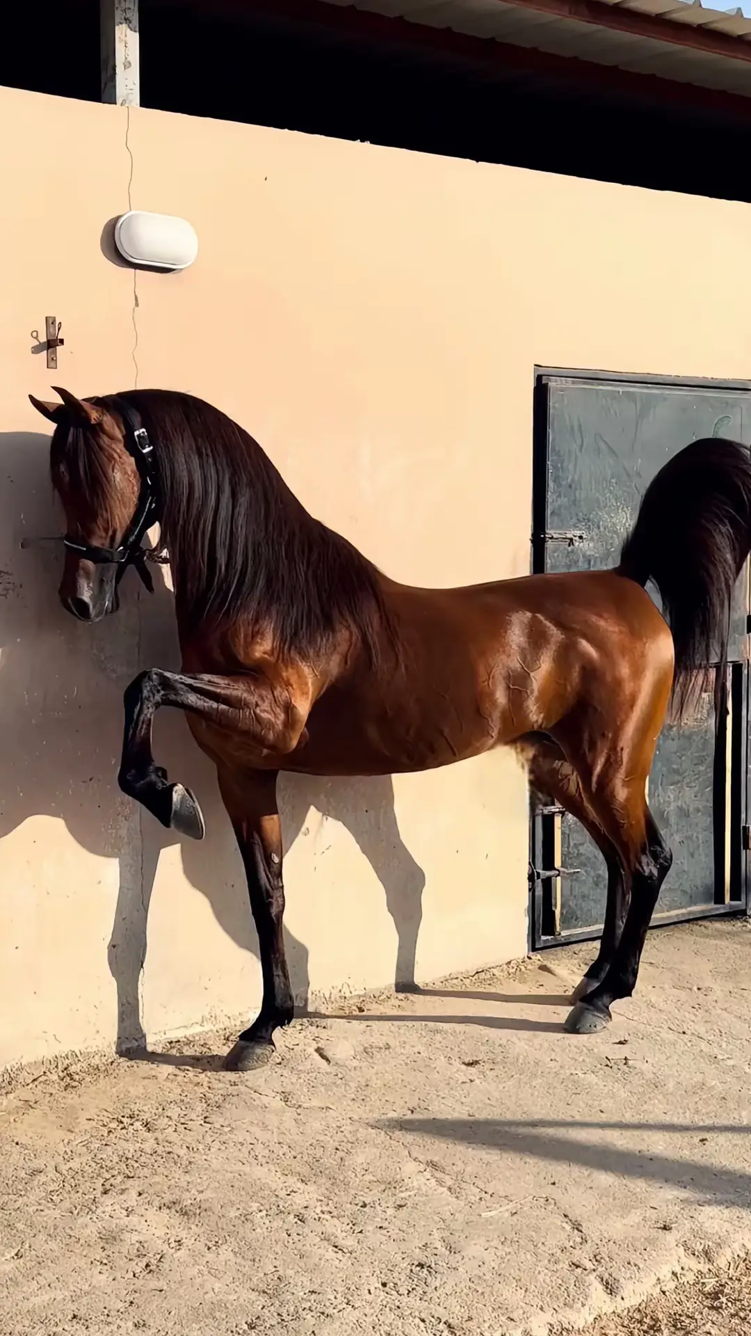 #ماشاءالله_تبارك_الله_اذكروا_الله #خيل #خيل_وخياله🐎 #المغمس #مكة_المكرمة #الطائف 