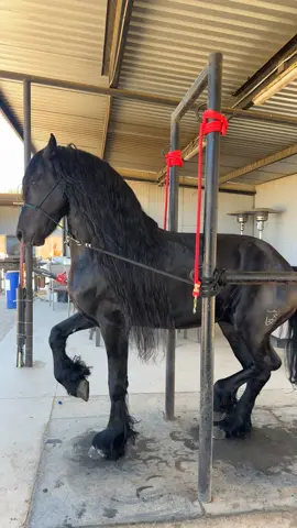 Komander 🤩 #RanchoHG #209 #california #fyp #💙 #dreamer #exotic #views #rancho #humble #amazing #blackhorse #caballodebaile #frieson #dreamhorses #flashy #RanchHG #worldwide #braids #longhair 