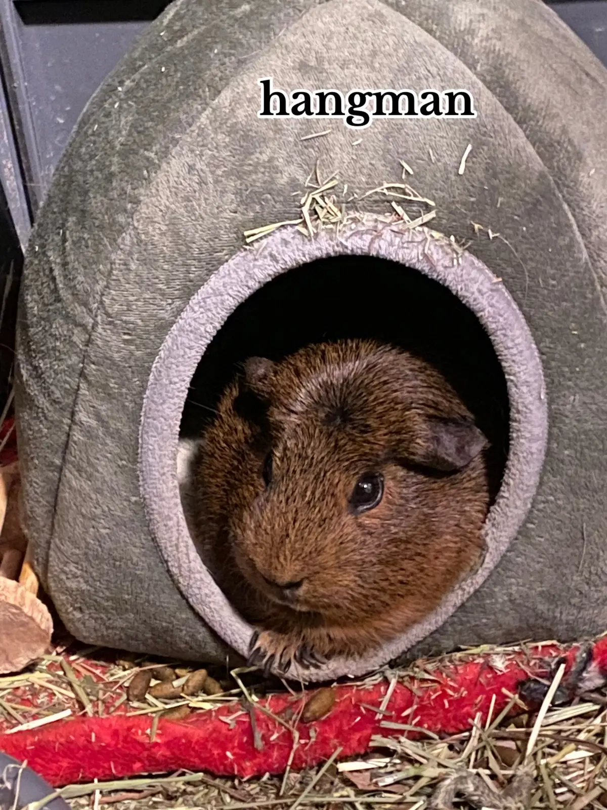 my sweet girl #restinpeace #guineapig 