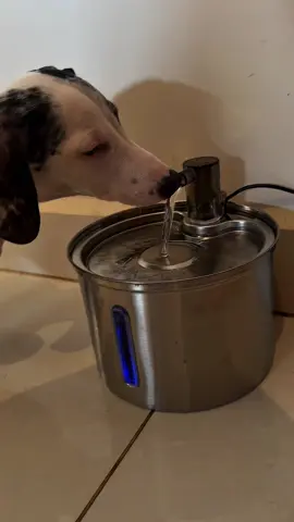 Zara agora só bebe água limpa, filtrada e fresquinha!  E tudo isso graças ao bebedouro inteligente de aço inox da @Best Newpet BR que é prático, bonito e super funcional: ✅ Filtragem com carvão ativado ✅ Água em circulação constante ✅ Capacidade de até 3L ✅ Silencioso e de baixa voltagem (5V) ✅ Inox higiênico e fácil de limpar ✅ Estimula a hidratação dos pets Aqui a saúde dela vem em primeiro lugar, e a praticidade também 💙  #pets #foryou #daschund 