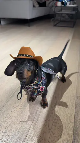 I think he’s officially a country boy now 🤠#fyp #countrymusic #viral_video_tiktok #dachshund #puppy @Jesús Adrián Romero 