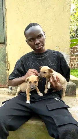 please save my puppies 😭