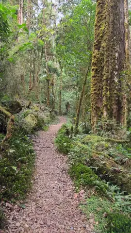 Senderos del Hotel Savegre, Dota, San José, Costa Rica  #forest #costarica #Hiking