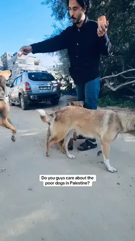 Share to help dogs in Gaza 