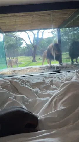 I’ve slept in different hotels/resorts this year but SHEKINAH is still the best.  I enjoyed every cent I spent there!