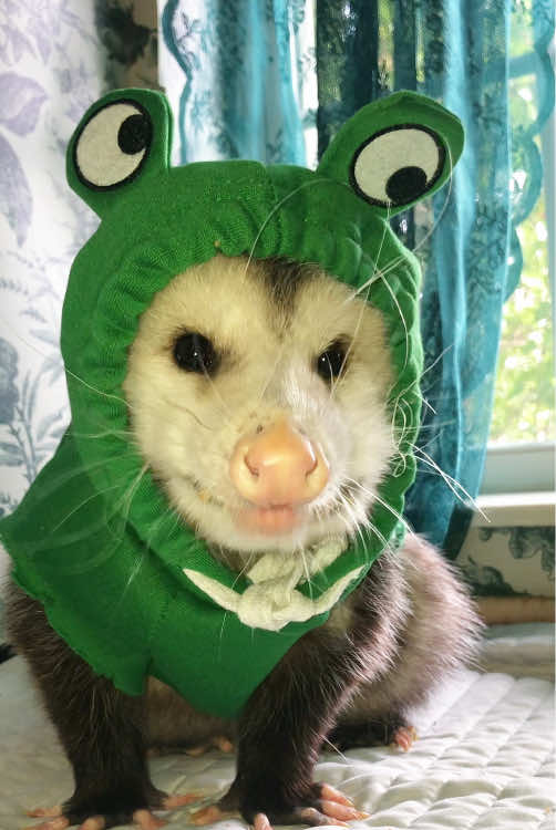 #frog #opossum #hoodie #opossumsoftiktok #petclothes 