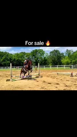 Queen Cardi 🔥 First day over fences for this girl and she’s an absolute natural! Cannot wait to see how she progresses!  #ForSale #sporthorse #hunterjumper #mare 