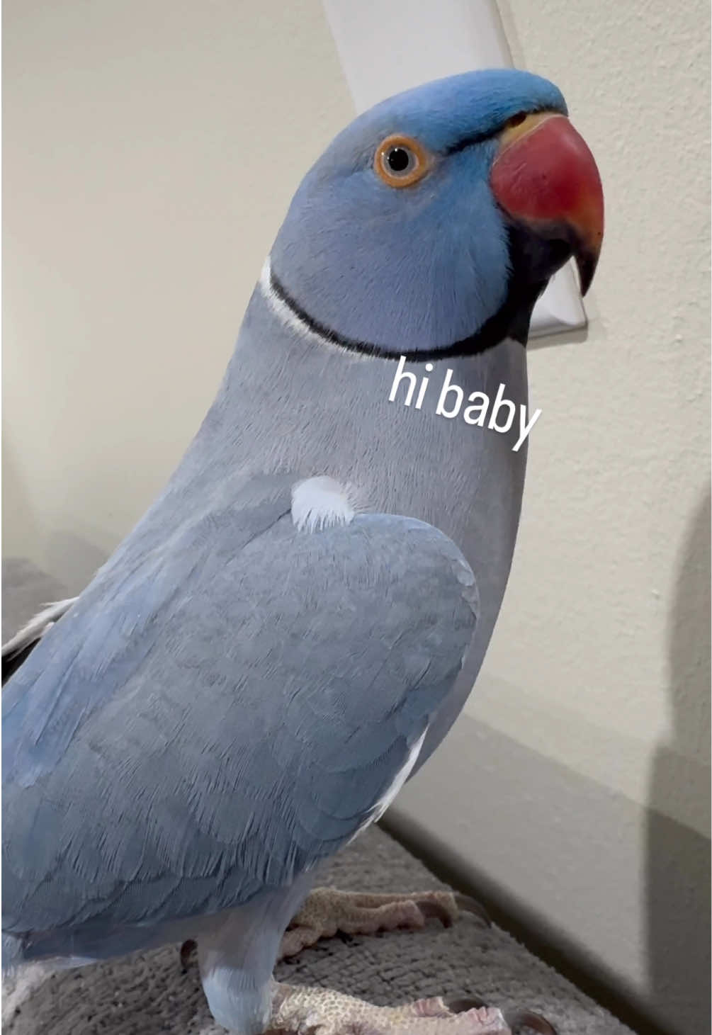 hi baby💙 #indianringneck #iloveyou #fyp #funnyparrot 