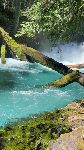 🌲🌸🦋#traveloregon #exploreoregon #koosahfalls #sahalliefalls #bluewater #pnwparadise 