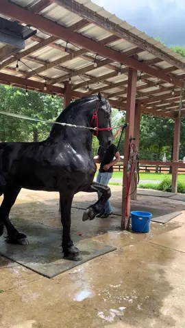 Calentándolo para la fiesta 🕺 #caballostiktok #caballos #caballosbailadores #caballosfrisones #friesian #rancholife #rancholife #friesianstallion @@RANCHOLINARES