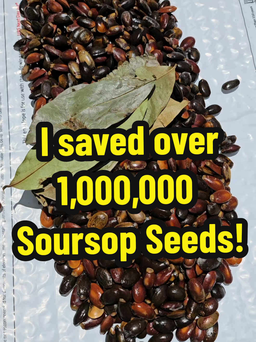 I saved over 1,000,000 Soursop fruit seeds! #soursopfruit #soursop #fyp 