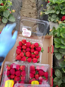 Asi pizca un campeón mas rapido en la fresa 🍓🇺🇸😱#campesino #elcampesino #california #creatorsearchinsights #fblifestyle #california #oxnard #foryou #campo #sueñoamericano #TrabajoDuro #santamaria #FarmWorkerLife #ImmigrantLife 