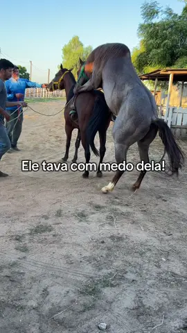 Ele tava com medo dele! #cavalo #egua #garanhão #fazenda #animal #vaquejada #quartodemilha 