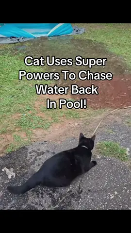 Wowwww #animal #animals #cat #catsoftiktok #crazy #epic #amazing #fyp #today 
