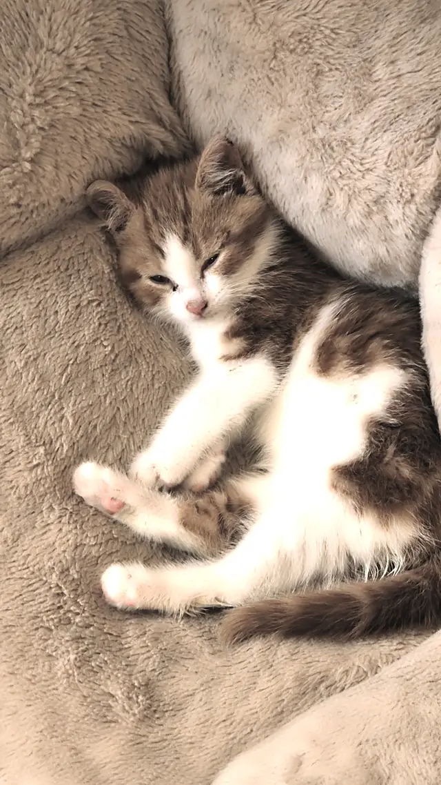 @☆Star Amongst The Nightfall☆ photos of lucky