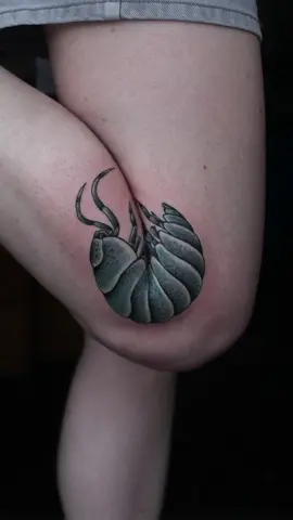 Rollie Pollie!!! #sandiego #sandiegotattoo #rolliepollie #tattoo 