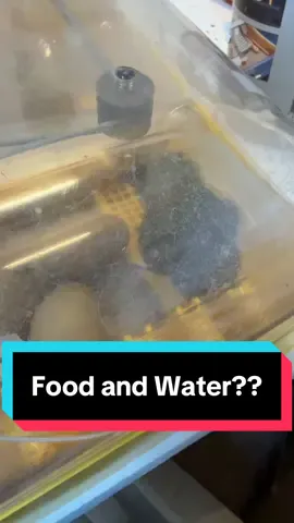 Does this chick that hatched early need food or water? #chick #hatching #eggs #chickens #farmlife 