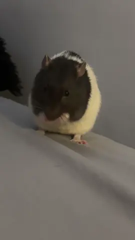crumble cleaning himself #🐀 #rat #ratties #ratsoftiktok #foryou #fyp 