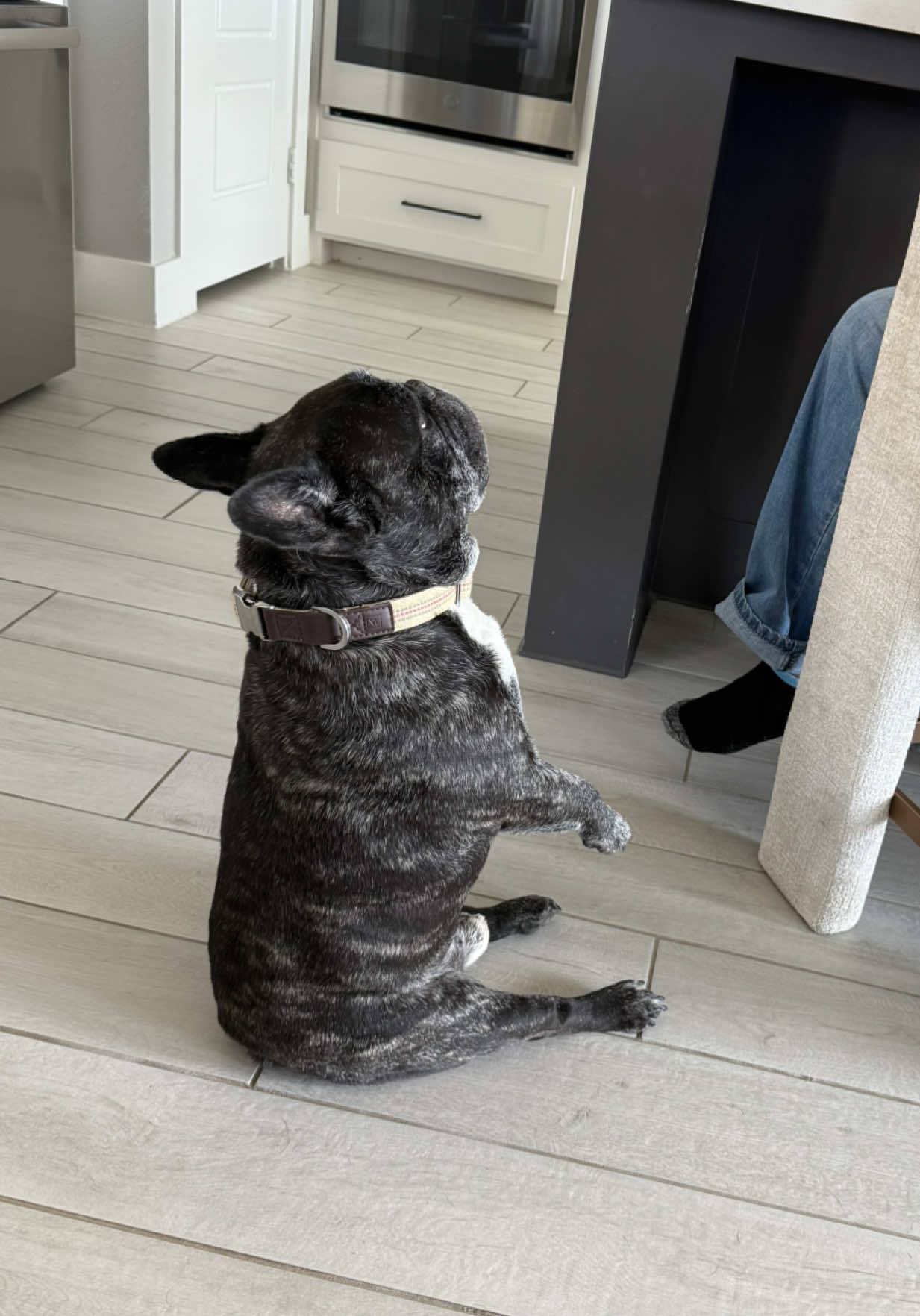My baby boy is 9yrs yrs old and he was diagnosed with bone cancer in November but that ain’t stopping nothing. Though he struggles to get around he’s still sitting like a human. 😂#frenchie #seniordog #bestie 