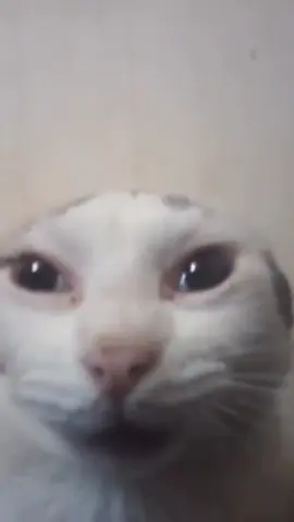#cat #spanish #cattok #cattoks #cats #viral #fyp #catlover #fyyyyyyyyyyyyyyyy #funny 