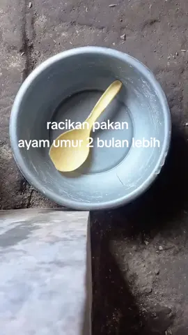 dijamin ayam makin lahap makan#anakanbangkok #ayambangkokindinesia #racikanpakanayam #pakanayambangkok #fyp 