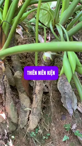 Thiên niên kiện có công dụng gì? #tamban #xuhuong #kinhdoanhonline #thaoduoc #xuongkhop #viemdaitrang #viemhangvi #udaday #thoatvidiadem #tebitaychan #dauthankinhtoa #viemvaigay 