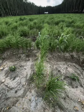 爱情是一场游戏,但自从那个人离开后,我就 输了 