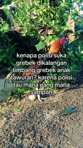 ada uang semua selesai #salamsatuhobby #peternakmuda #bangkok 