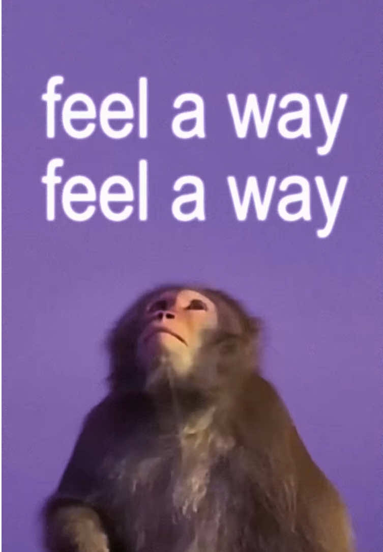 feel no ways #drake #song #lyrics #edit #fyp #monkey 