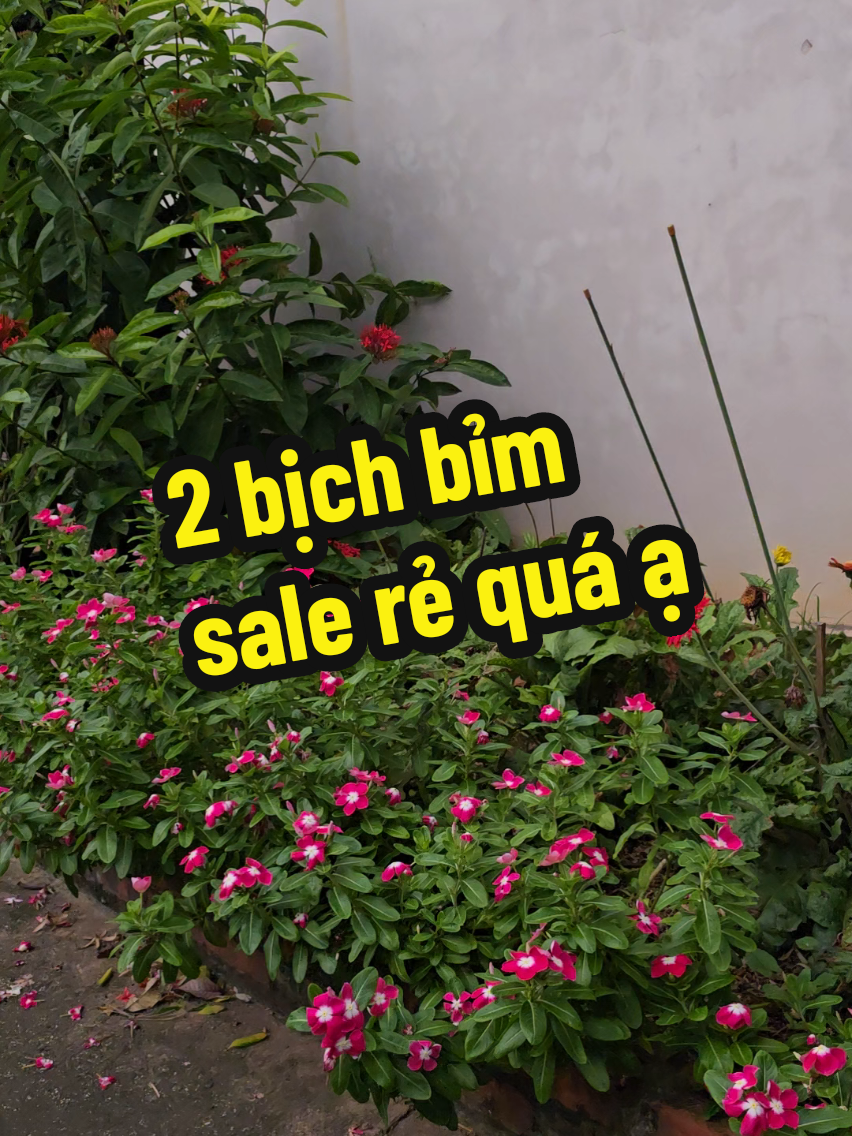 combo 100 miếng bỉm hipbaby sale rẻ quá ạ #bỉm #bimchobe #taquanchobe #bimquanchobe #tadan 