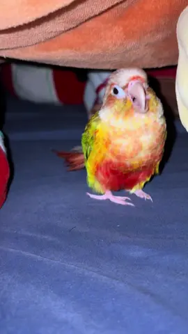 😍😝🤪#numnumsan #bird #birdtongue #conure #parrot #nami #pineappleconure #cutebird #funnybird 