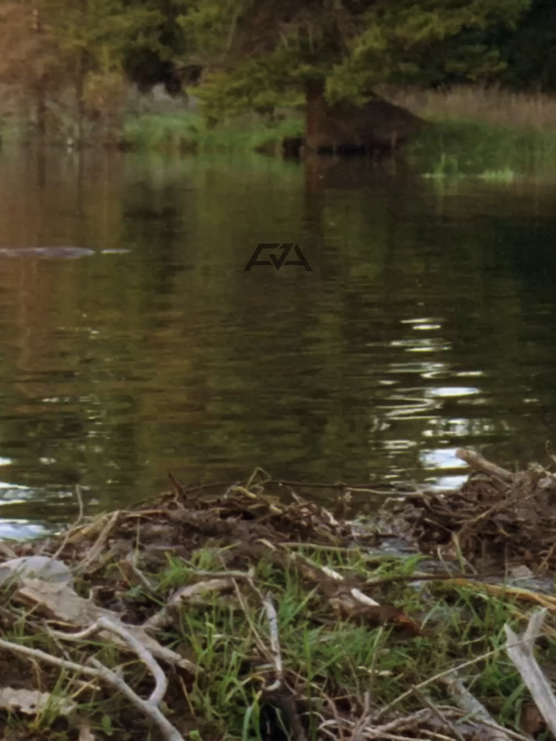 Kenapa Sih Berang-Berang Suka Bangun Bendungan? #BerangBerang #FaktaHewan #AnimalFacts #SainsSederhana #BendunganAlam #FaktaUnik #Wildlife #EcoEngineer