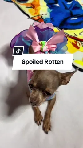 @Donna Lis #unicorn #dog #puppy #Love #vibe #magic #fyp 