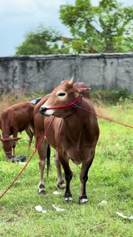 Pesona pajero pakai tali😝 Anak Baik🤗 #stellbalapteam #stellbalapfoundation #kerapansapimadura #tradisimadura #fyp #sampang #madurapride 