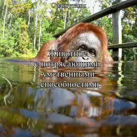 #орангутаны Животные с потрясающими умственными способностями 