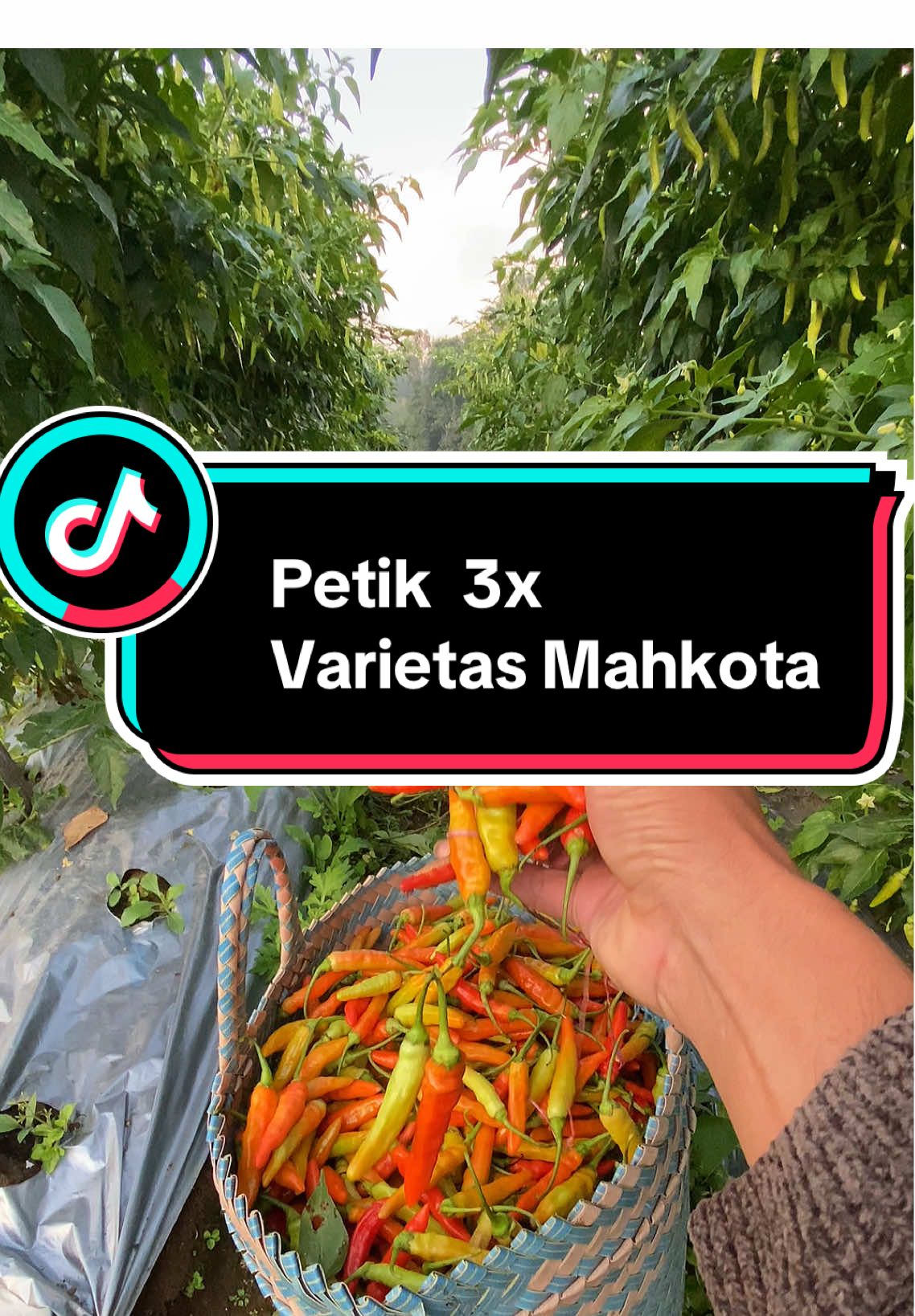 Tempat kalian nota Berapa.. #cabairawit #caberawit #petanikonten #petanicabai 