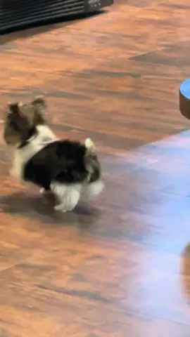 A little Saturday night action. He’s got them moves like Jagger #moveslikejagger #backthatazzup #parti #yorkie #puppy #puppytiktok #dogsoftiktok #yorkiesoftiktok #backitup #cutedog #funnydog #foryoupage #fyp #fyppppppppppppppppppppppp