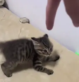 #cat #cats #kitten #kittens #kittencore #catcore #cattok #cutecats #fyp #viral