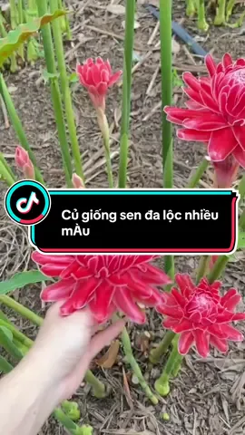Củ giống sen đa lộc hay còn gọi là sen đất #sendaloc #xuhuongtiktok #xuhuong #sen 