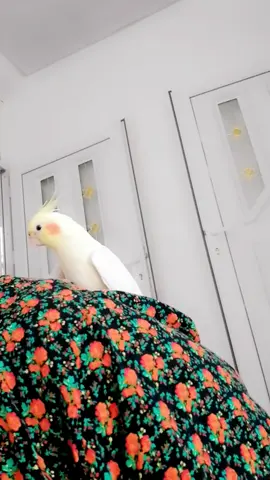 #سلێمانی🖤🥺 #🤞❤️ #🖤❤️foryou😰 