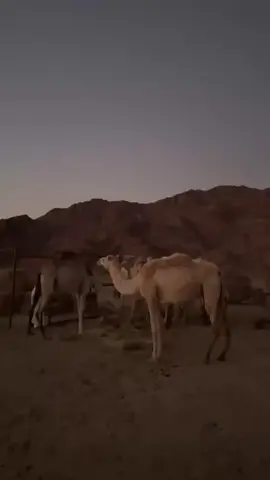 #والله #لو تسكن #المريخ#اكسبلورexplore #بندر#بن#عوير #نياق#بر#حلال