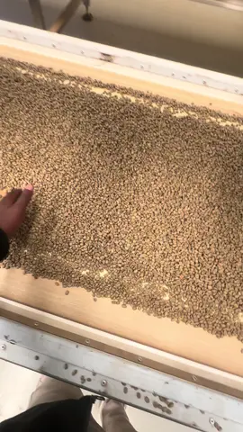 •This isn’t just coffee. It’s Layodacha. ☕🔥#LayodachaCoffee #GujiCoffee #habeshatiktok 