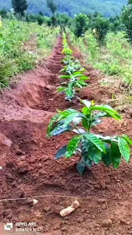 kebun kopi Arabika sistem pagar dengan jarak penanaman 3meter x 1meter #coffeefarmer #pertanian #petani #coffee #kopi #kebunkopi #sistempagar #viralvideo #viraltiktok #viral #trend #trending #fyp #foryou 
