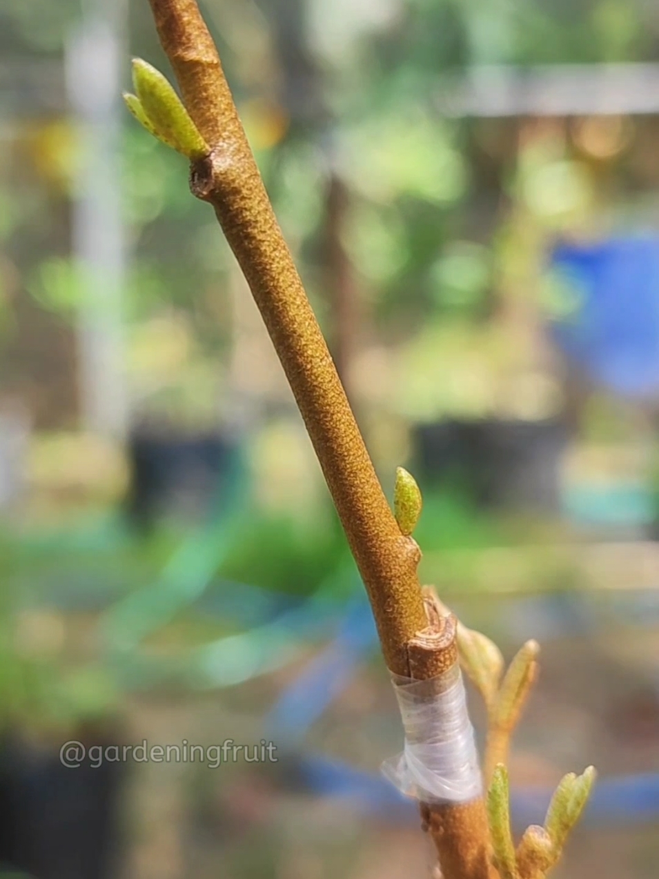 how to graft durian seeds #gardeningfruit #graftingtechniques #relaxing #gardening101 #nursery #penjing #ihavethisthingwithplants #cultivation #injertos #innesto #زراعة 