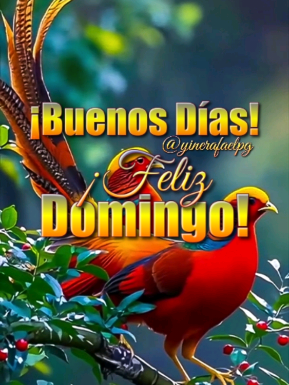 Buenos días! Feliz Domingo! #frases #bendiciones #dios #parati #buenosdias 