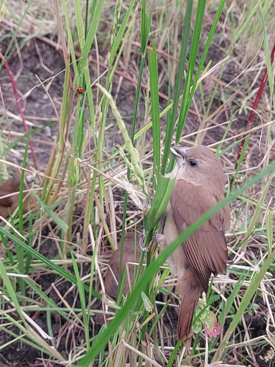 Burung emprit kaji lagi cari makan sisa padi di sawah #burungempritkaji #burungpipit #burungemprit 