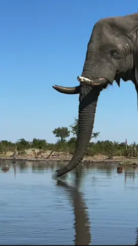 Giant elephant #Wildlife #Elephant #ElephantLove #SafariLife 