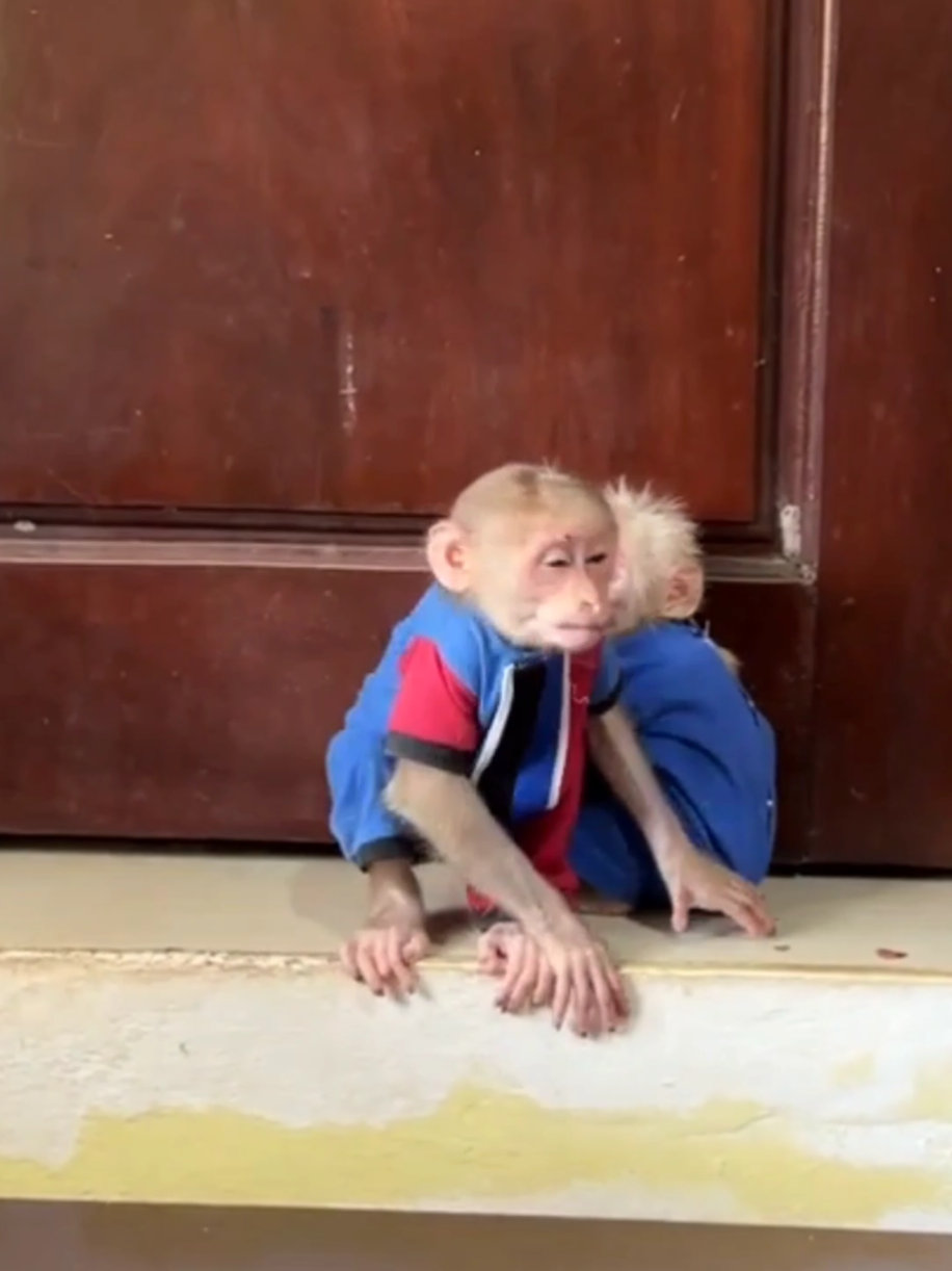 #cutebabymonkeys8986 #monkeybabycute #monkeys #monkey #pets 